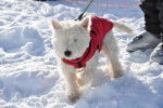 Westie Domino - West Highland White Terrier