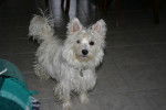 westie - West Highland White Terrier