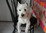 Westie - West Highland White Terrier