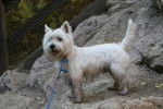 Photo West Highland White Terrier