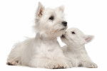 Photo West Highland White Terrier