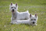 Photo West Highland White Terrier