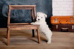 Photo West Highland White Terrier