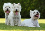 Photo West Highland White Terrier