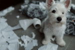 Un chiot Westie ayant déchiré un rouleau de papier toilette