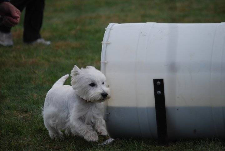 Gus (CKC) - West Highland White Terrier Mâle (9 ans)