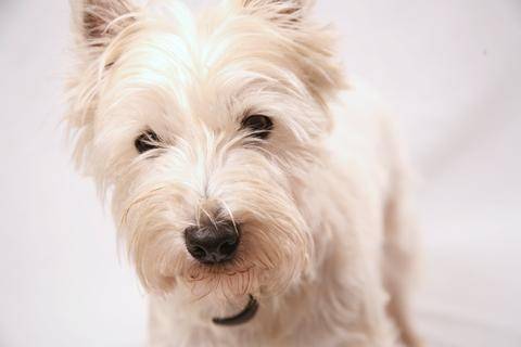 Puchy - West Highland White Terrier Mâle (3 ans)