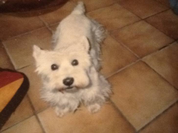 Paddy - West Highland White Terrier (6 ans)