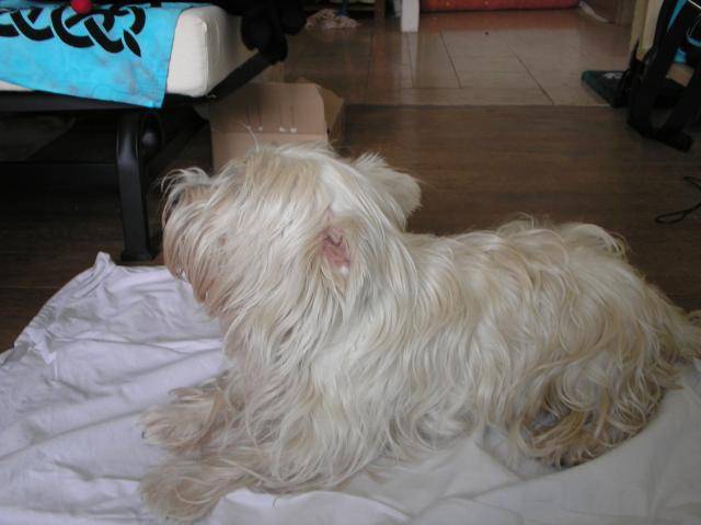 U2, westie - West Highland White Terrier