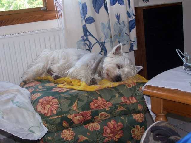 WESTIE CALINE - West Highland White Terrier