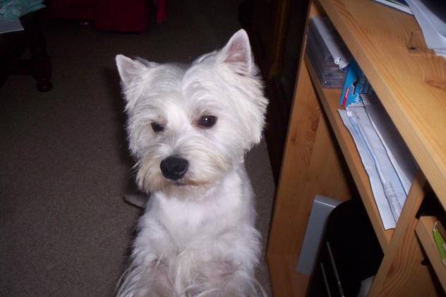west Highland White Terrier - West Highland White Terrier