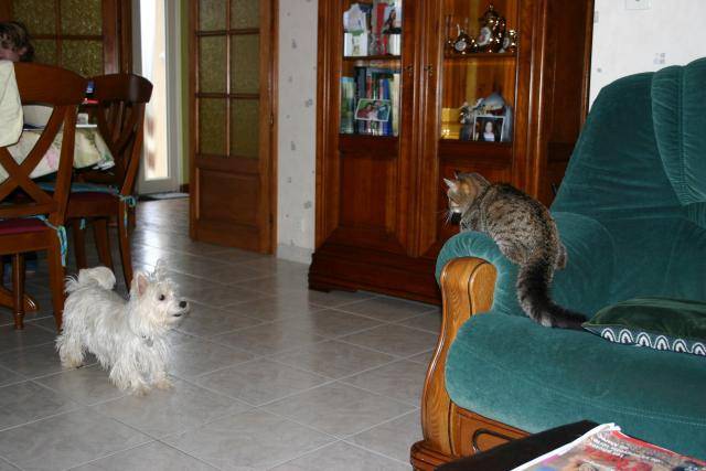 Westie Bobe - West Highland White Terrier