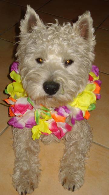 WESTIE DIESEL - West Highland White Terrier