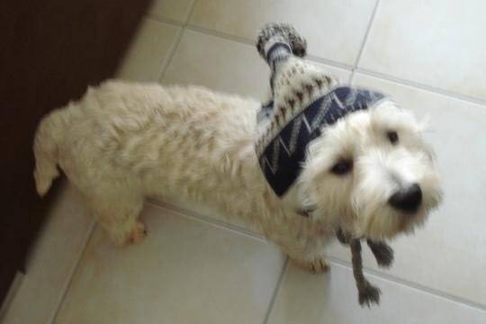 WESTIE DIESEL - West Highland White Terrier