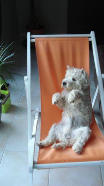 WESTIE DIESEL - West Highland White Terrier