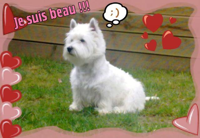 WESTIE - West Highland White Terrier