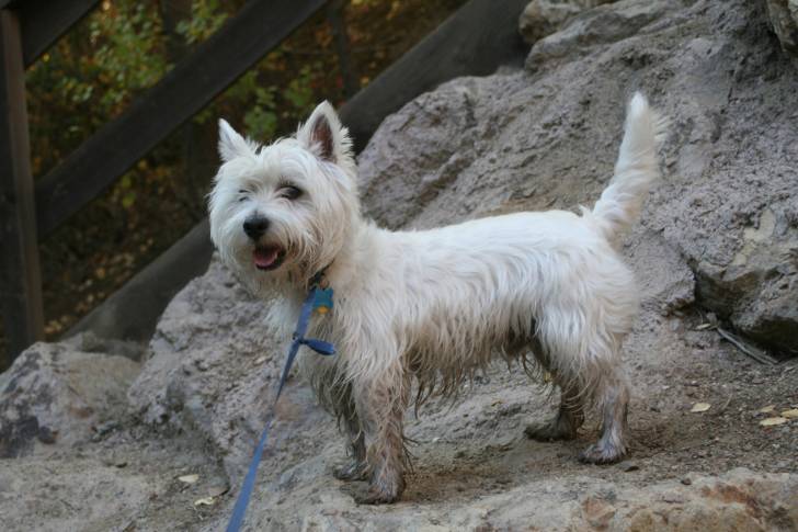 Photo West Highland White Terrier