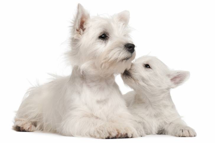 Photo West Highland White Terrier