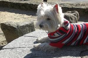 Nemo - West Highland White Terrier Mâle (4 ans)