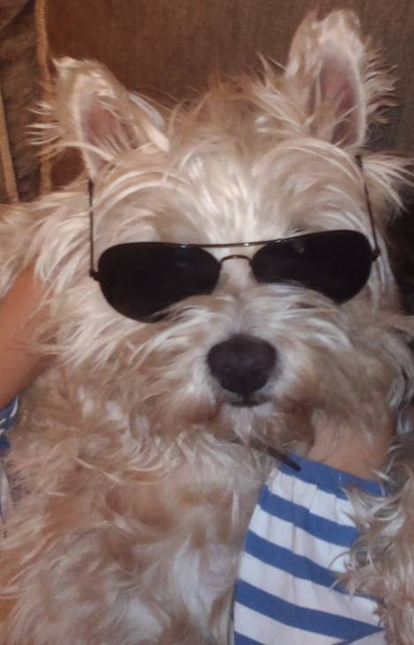 Clara :3 - West Highland White Terrier (6 mois)