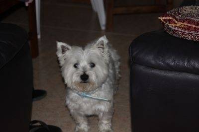 Drago - West Highland White Terrier Mâle (5 ans)
