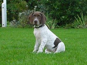 kikik - Chien d'Arrêt Danois Ancestral Mâle (1 an)