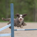 Photo Chien d'Eau Espagnol