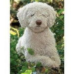 filou - Chien d'Eau Espagnol (2 ans)