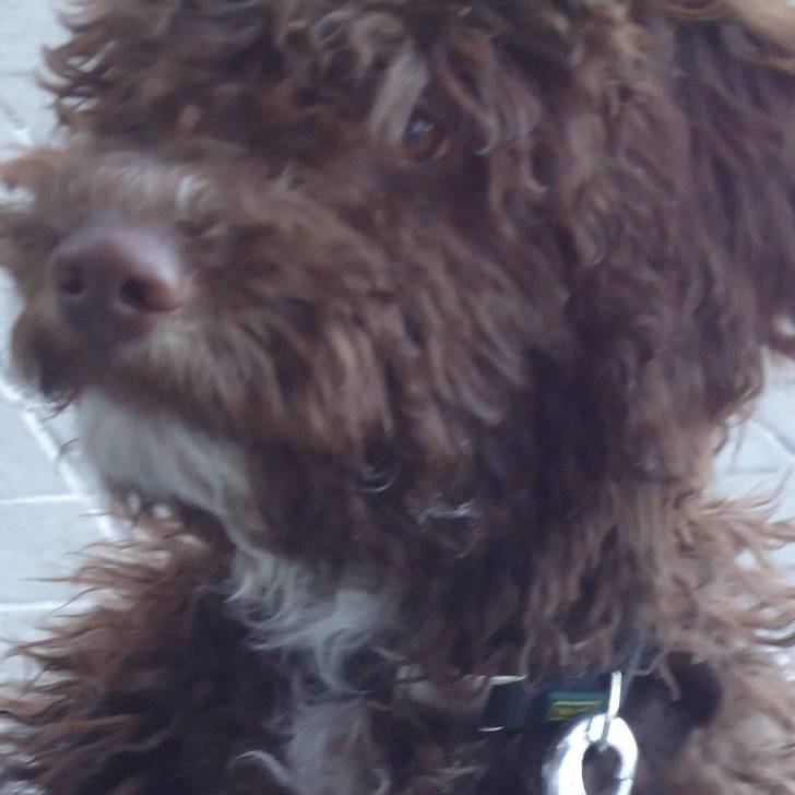 Pifa - Chien d'Eau Espagnol Mâle (10 mois)