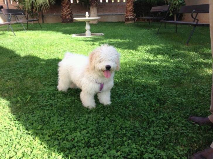 Sura - Chien d'Eau Espagnol (10 mois)