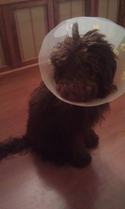 Se vende parabólica de segunda mano - Nico despues de la operación - Chien d'Eau Espagnol Mâle (7 mois)