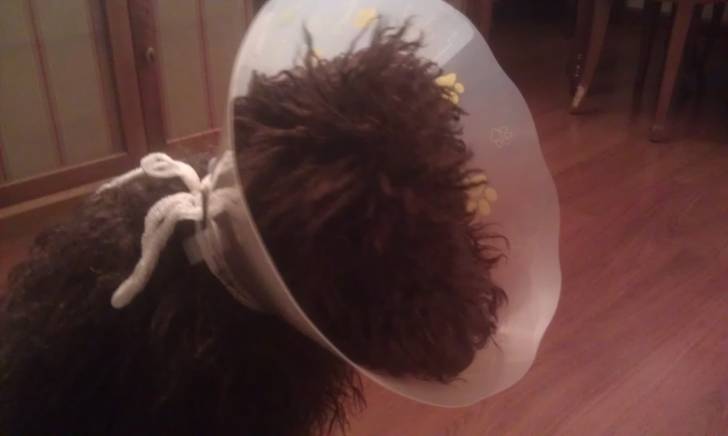 Nico, la antena parabólica - Chien d'Eau Espagnol Mâle (7 mois)