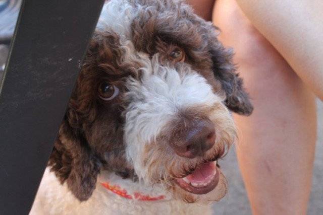 Luna - Chien d'Eau Espagnol (4 ans)