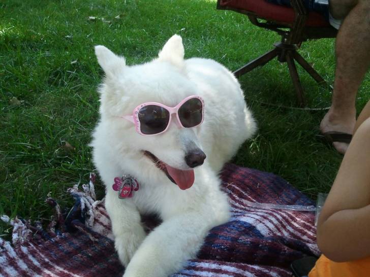 Molly - Chien d'Eau Espagnol (10 ans)