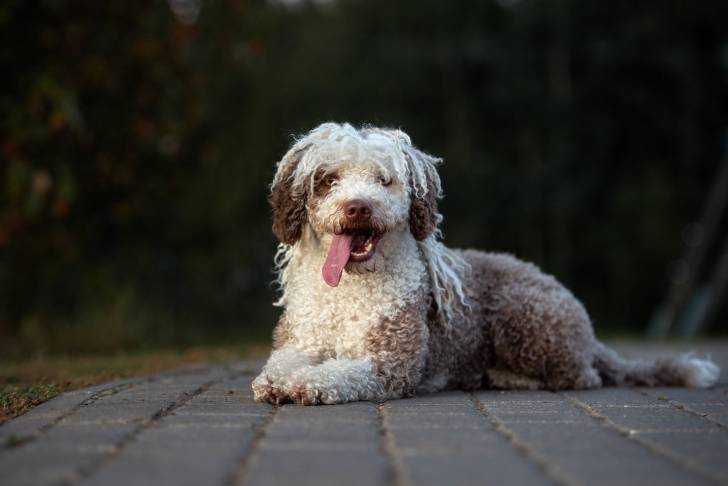 Photo Chien d'Eau Espagnol
