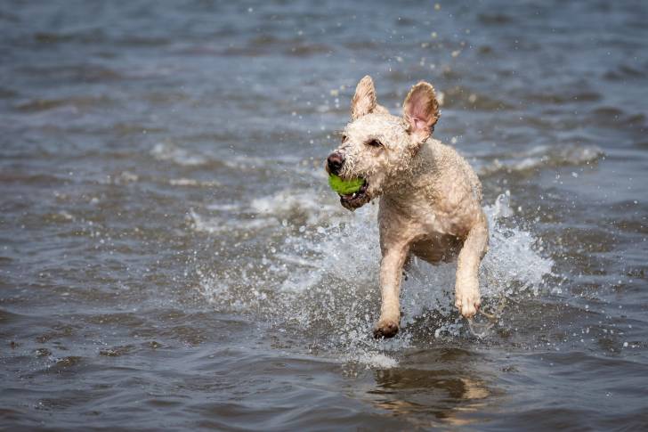 Photo Chien d'Eau Espagnol