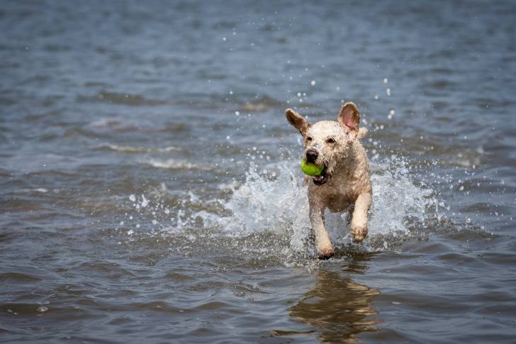 Photo Chien d'Eau Espagnol