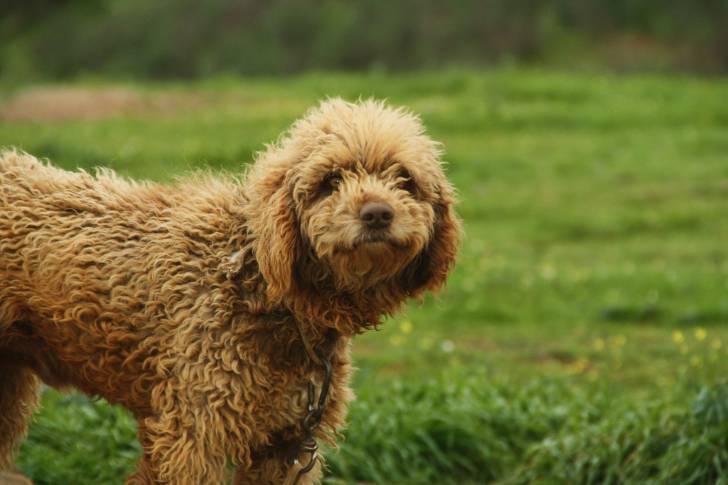 Photo Chien d'Eau Espagnol