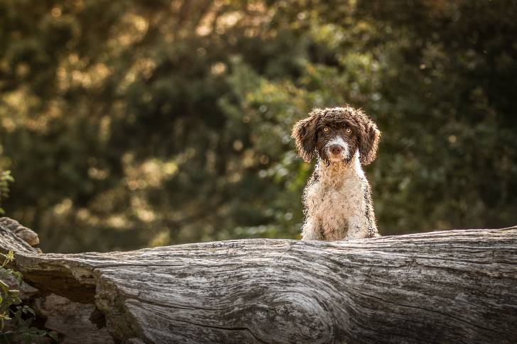 Photo Chien d'Eau Espagnol