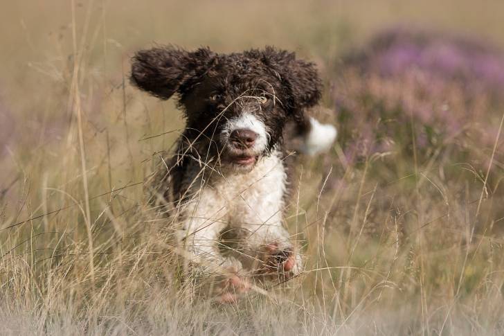 Photo Chien d'Eau Espagnol