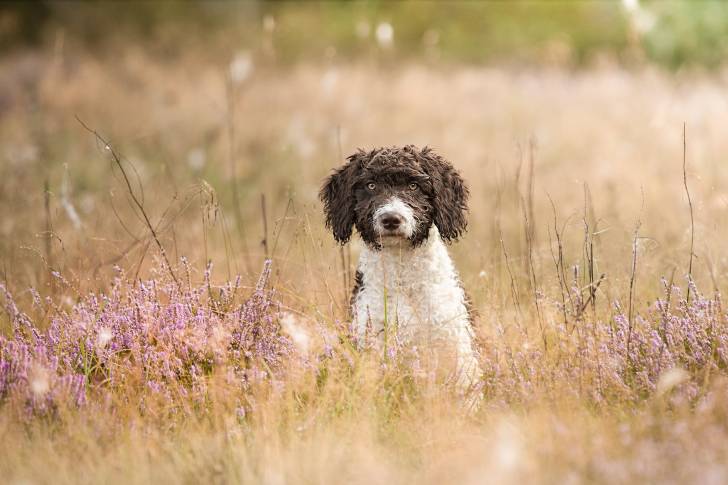 Photo Chien d'Eau Espagnol