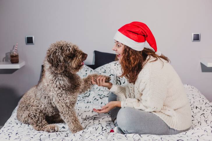 Photo Chien d'Eau Espagnol