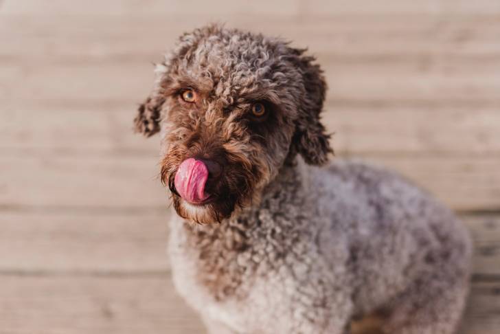 Photo Chien d'Eau Espagnol