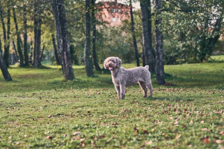 Photo Chien d'Eau Espagnol