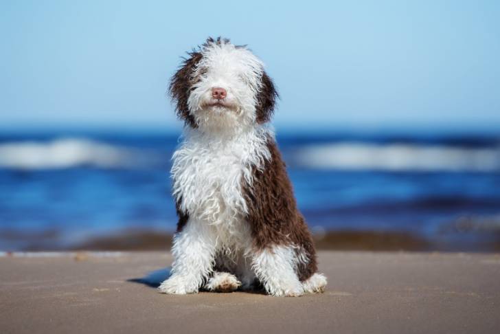 Photo Chien d'Eau Espagnol