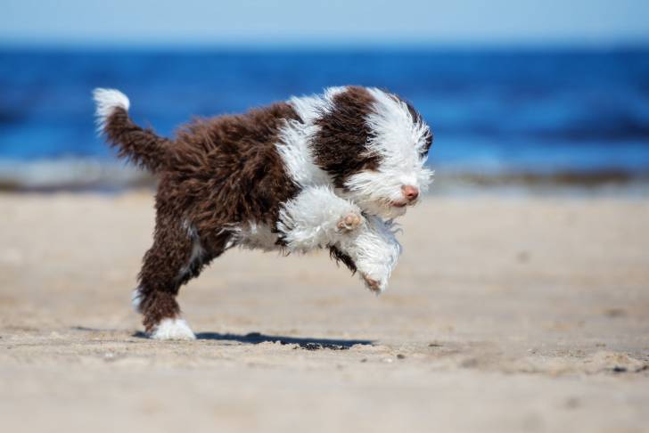 Photo Chien d'Eau Espagnol