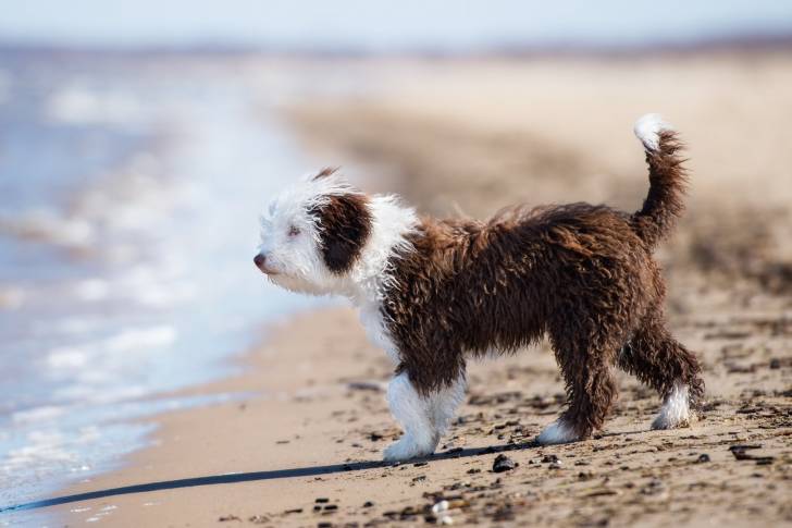 Photo Chien d'Eau Espagnol