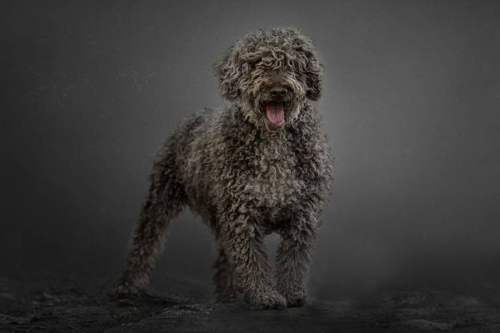 Photo Chien d'Eau Espagnol