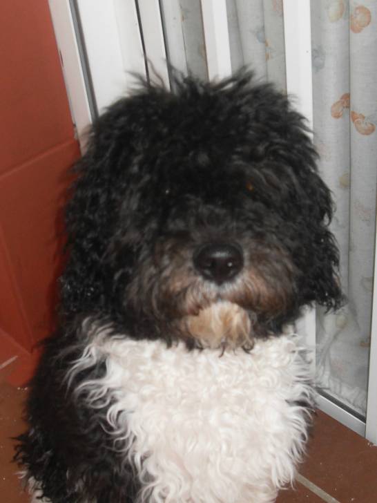 Kako - Chien d'Eau Espagnol Mâle (4 mois)