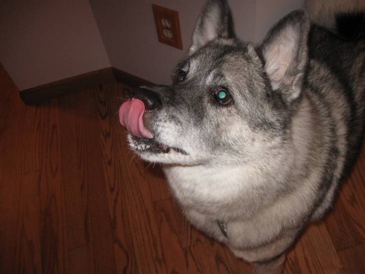 Riti - Chien d'Élan Norvégien Gris Mâle (13 ans)
